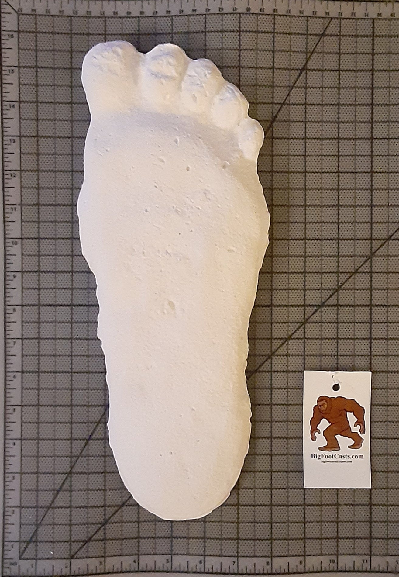 1967 Bigfoot Gimlin / Titmus cast 10/29/1967