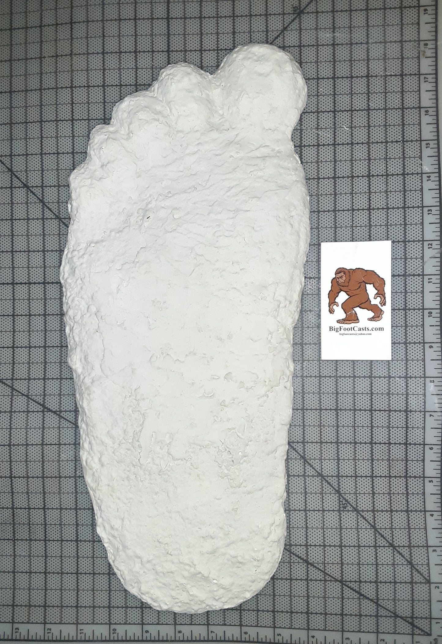 1963 (1967?) Pat Graves Bigfoot track cast Patterson - (formerly Gimlin E cast)