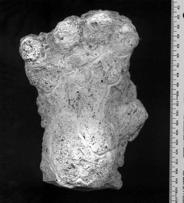 2000 Orang Pendek #1 footprint cast replica #1