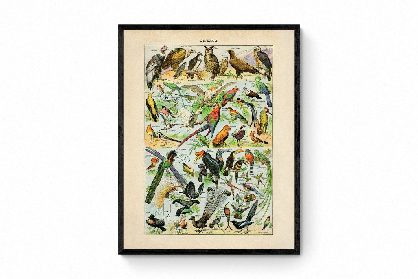 Bird Poster