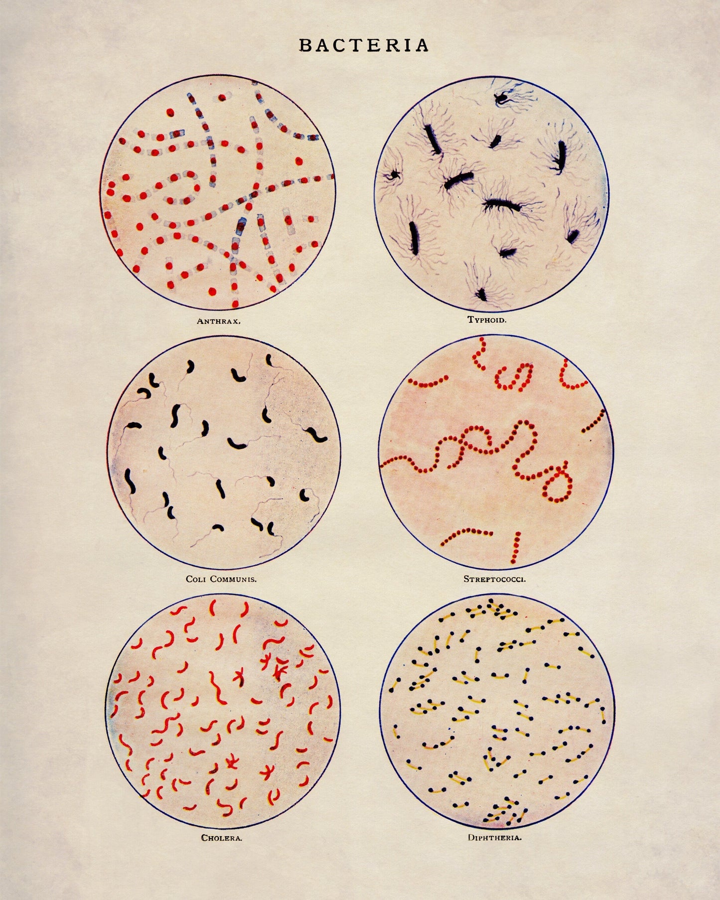 Bacteria