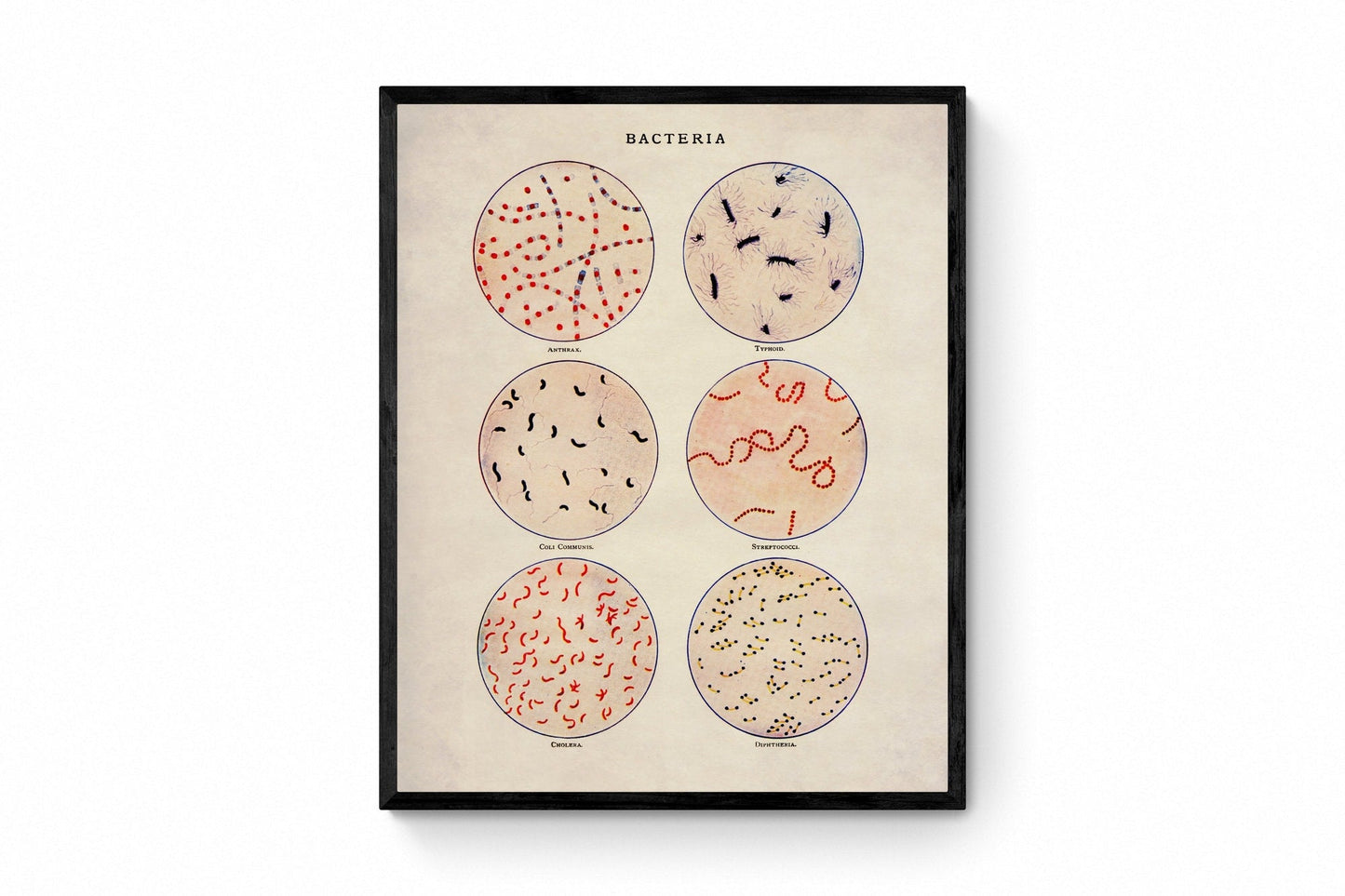 Bacteria