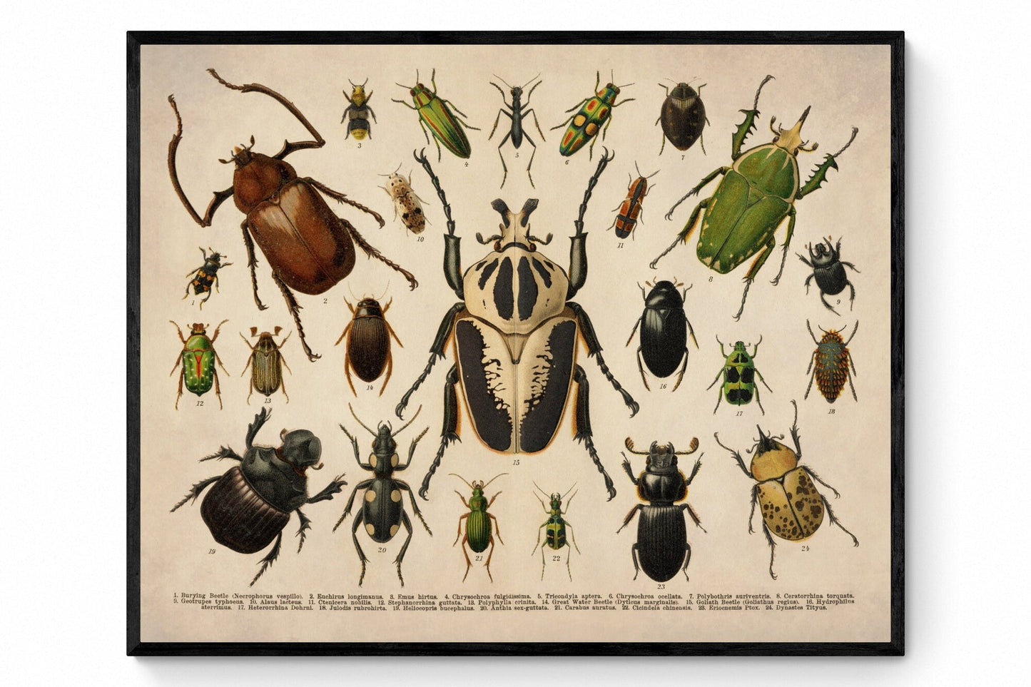 Beetles