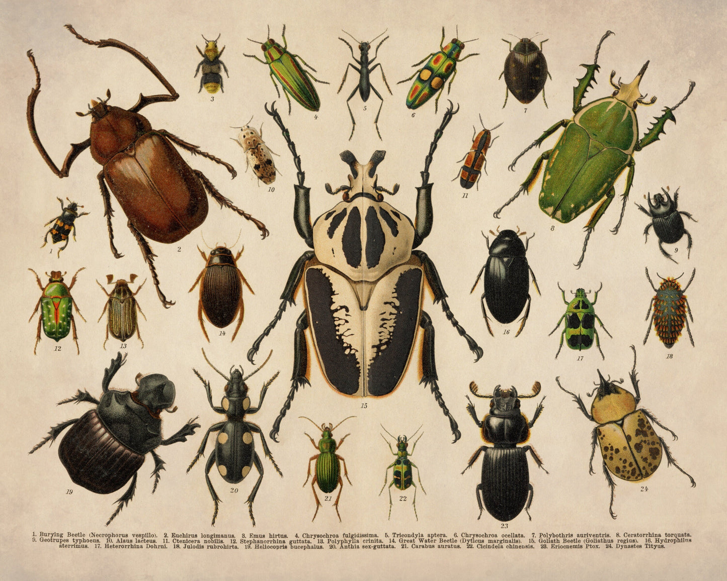 Beetles