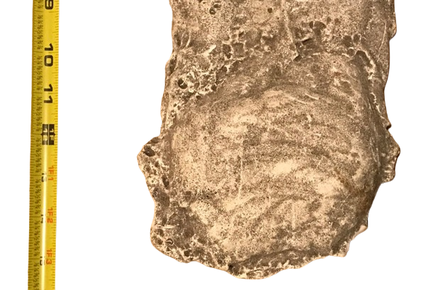 1990 Bigfoot Mount Rainier Mt. Rainier Track Cast footprint replica