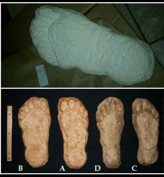1982 Grays Harbor Hereford Bigfoot print cast D