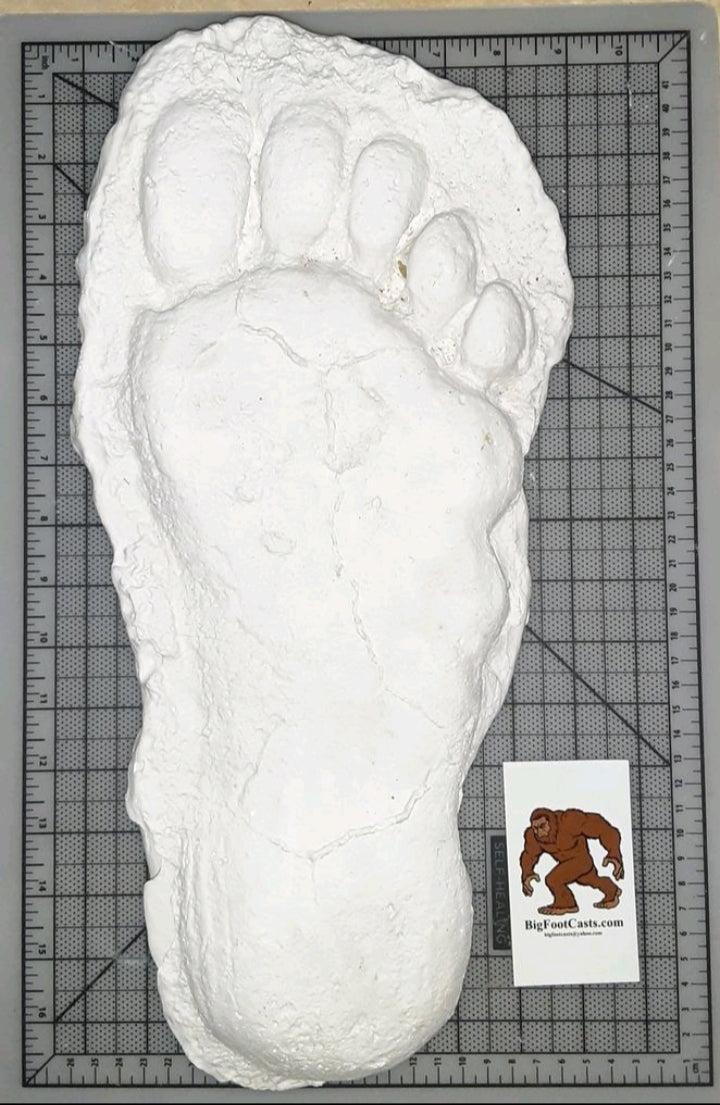 1982 Grays Harbor Hereford Bigfoot print cast E
