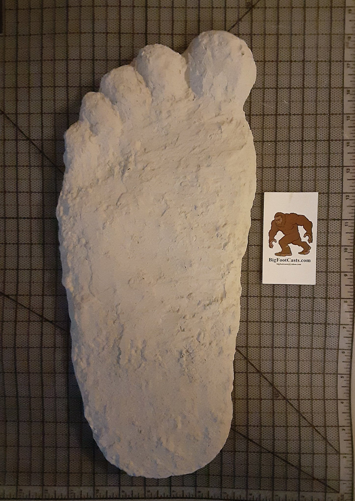 1963 (1967?) Pat Graves Bigfoot track cast Patterson - (formerly Gimlin E cast)