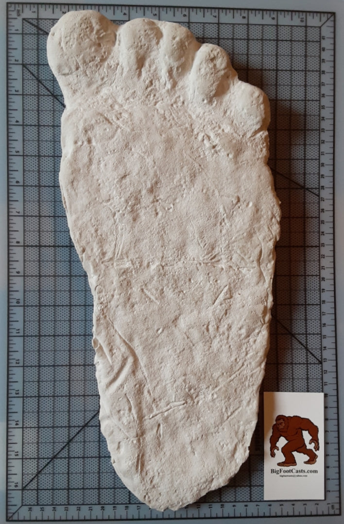 1963 Laird Meadow road Bigfoot cast replica track