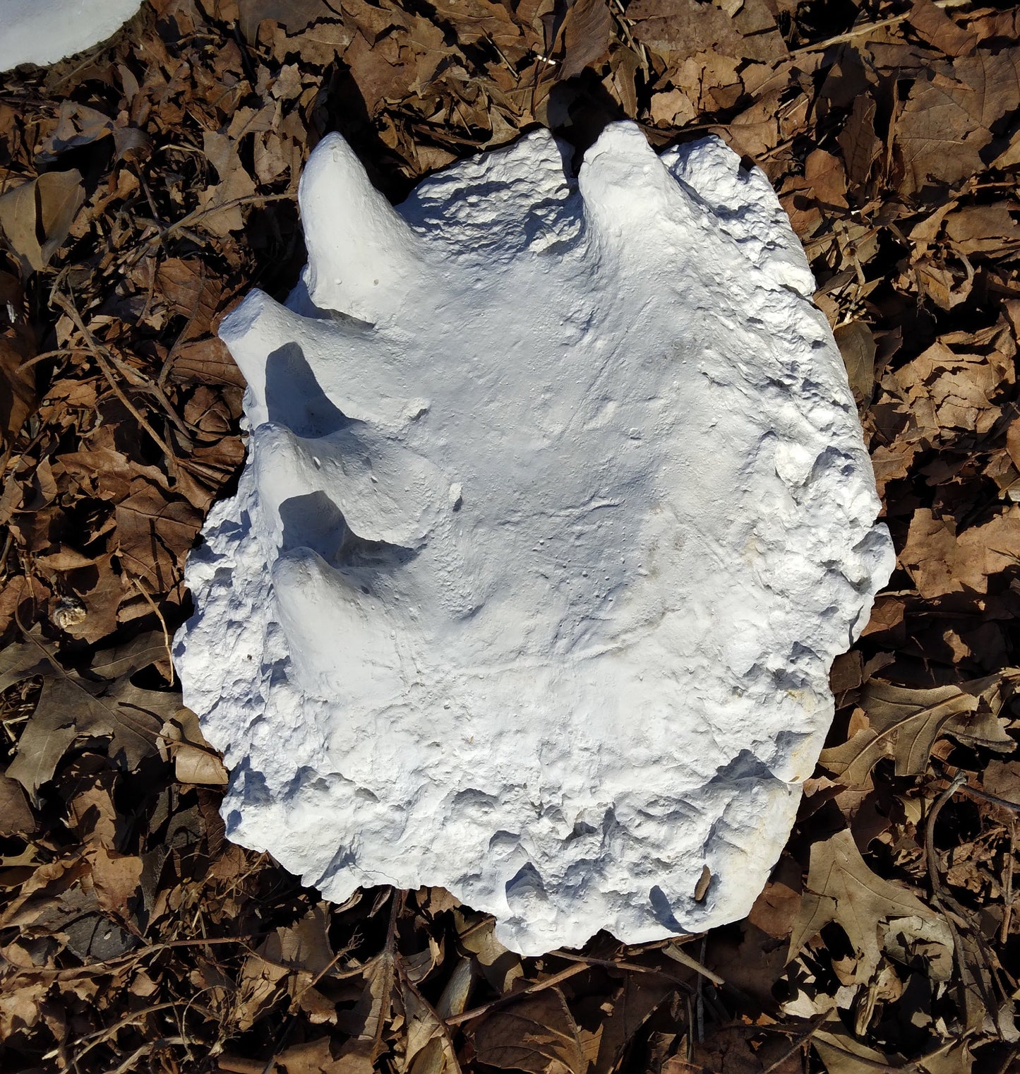 1994 Bigfoot Hand cast #3 Bigfoot (Sasquatch) Freeman handprint cast