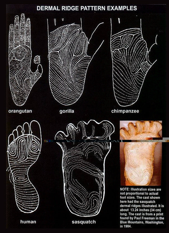 1984 Paul Freeman's Wrinkle Foot cast  C half track Bigfoot Sasquatch footprint track cast replicas