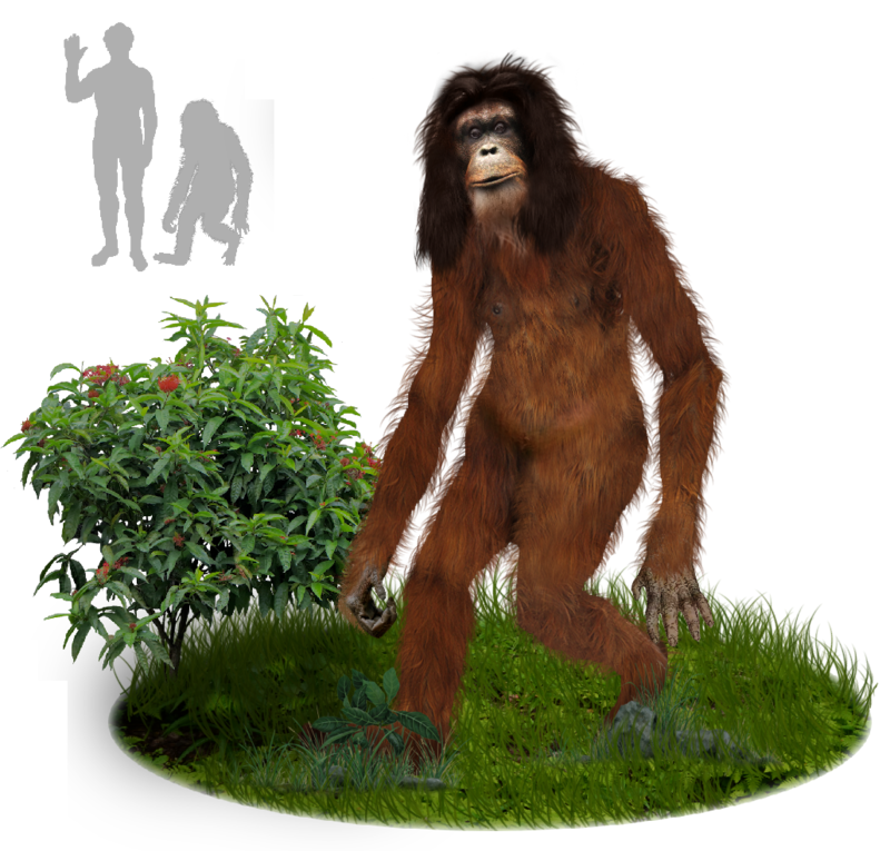 2000 Orang Pendek #1 footprint cast replica #1