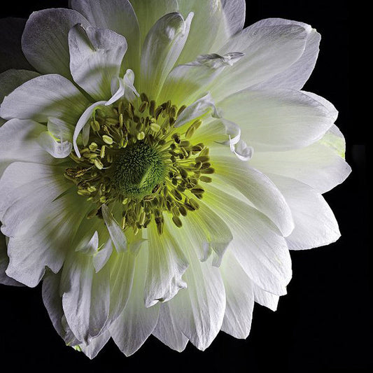 Anemone 2 - Art Prints by Richard Reynolds