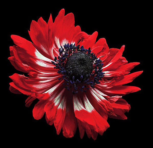 Anemone - Art Prints by Richard Reynolds