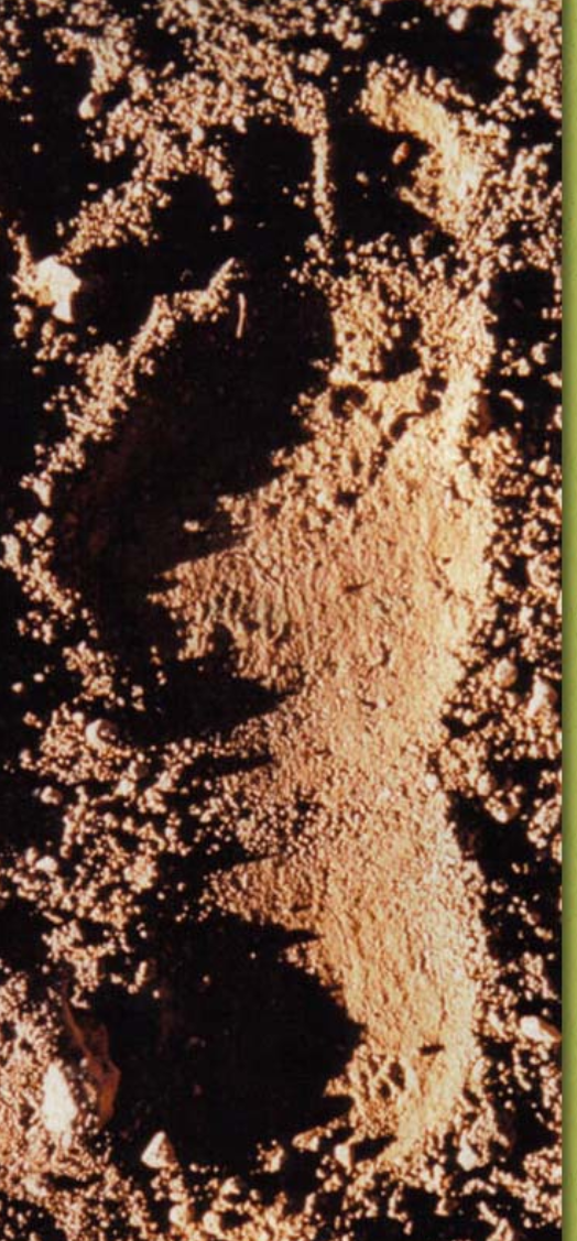 1960 Bigfoot cast Peter Byrne Bigfoot print cast (Byrne not Burn)
