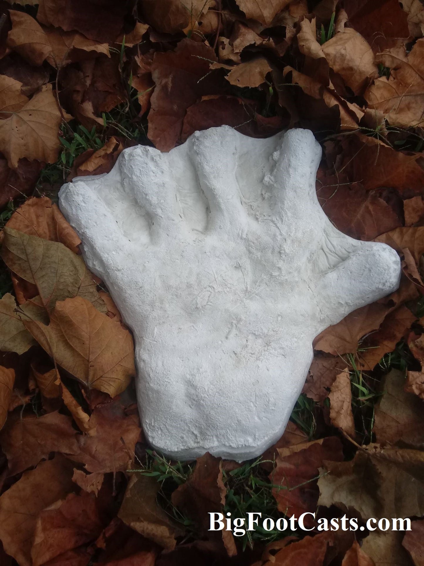 1970s  Bigfoot hand cast #2: XL hand (1970)
