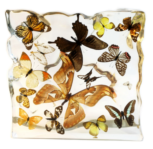 Real Butterflies and Moths in Acrylic Display - Set of 15