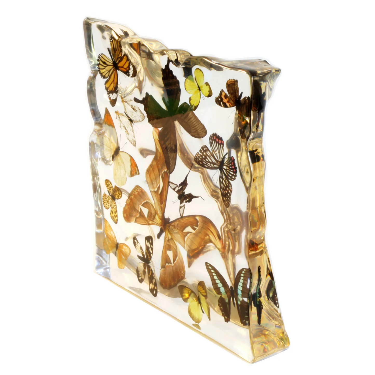 Real Butterflies and Moths in Acrylic Display - Set of 15