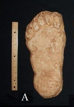 1982 Grays Harbor Hereford Bigfoot print cast A
