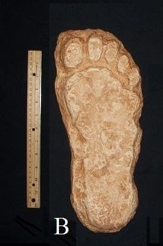 1982 Grays Harbor Hereford Bigfoot print cast B