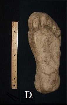 1982 Grays Harbor Hereford Bigfoot print cast D