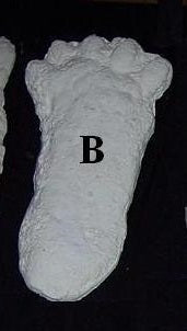 1963 Hyampom Bigfoot (Sasquatch) footprint cast B