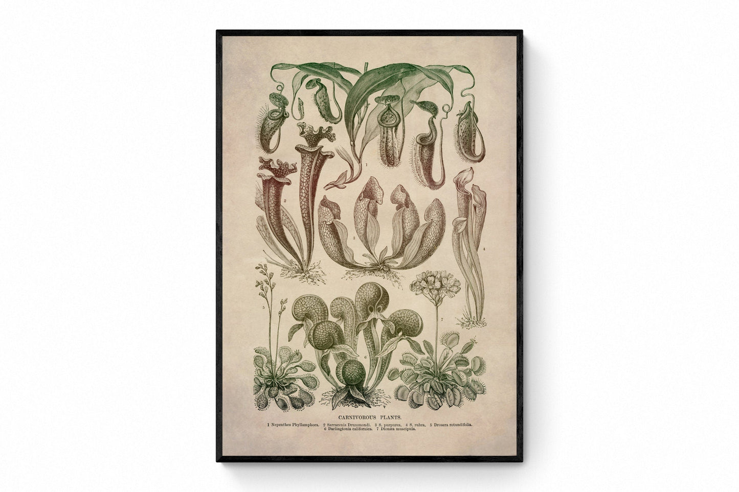 Carnivorous Plants Print