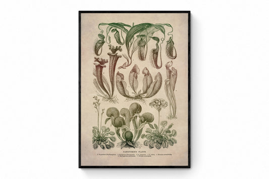 Carnivorous Plants Print