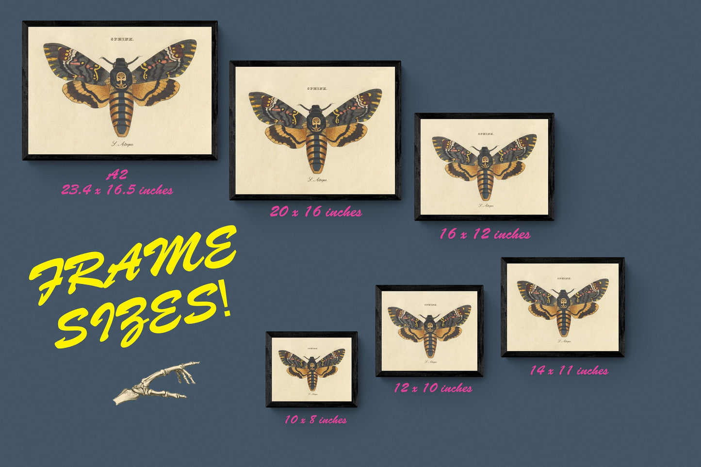 Butterfly Poster