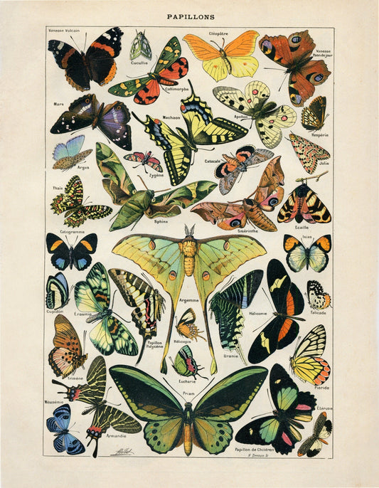 Butterfly Poster
