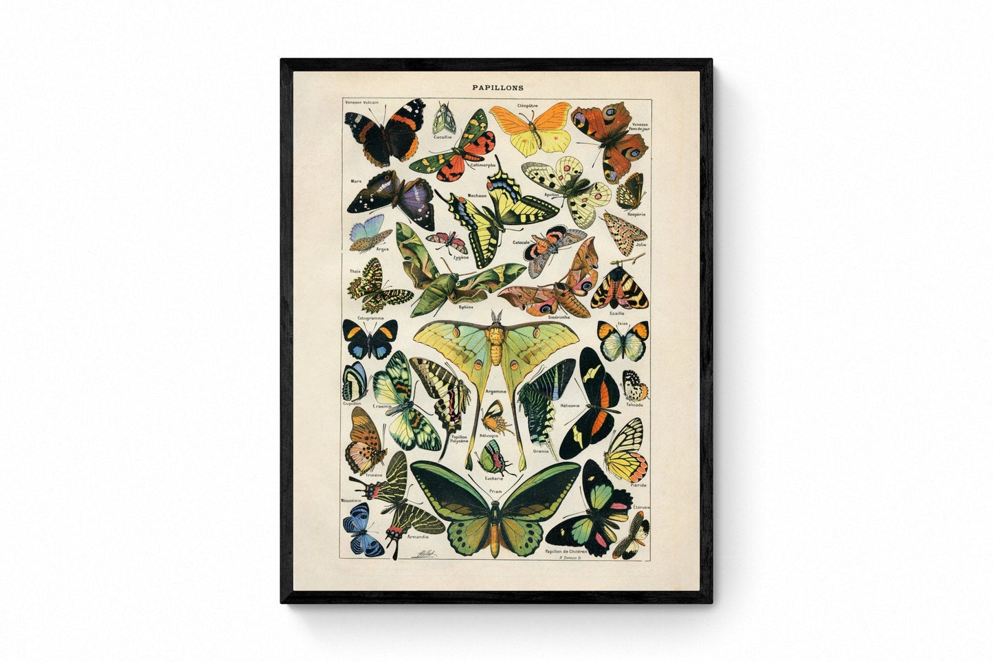 Butterfly Poster