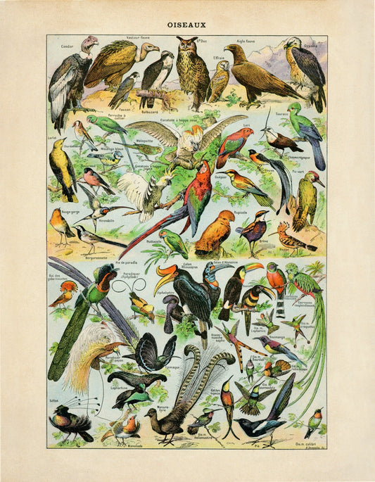 Bird Poster