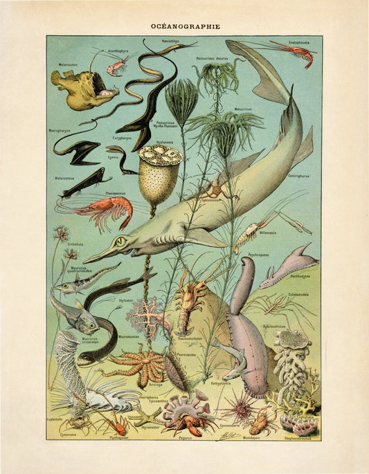 Oceanography Poster