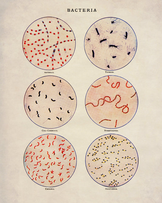 Bacteria