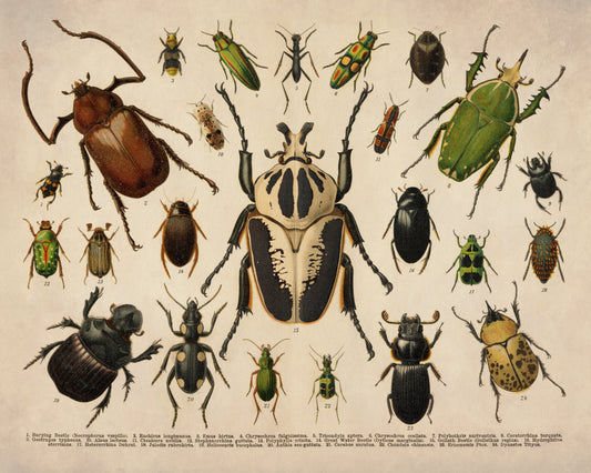 Beetles